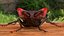 Lucanus Cervus Stag Beetle Walking Pose