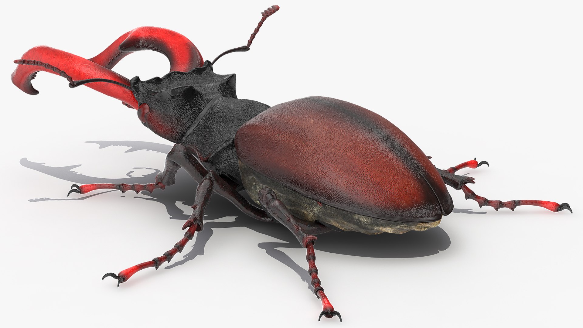 3D lucanus cervus stag beetle https://p.turbosquid.com/ts-thumb/Xu/OAjaSw/XhkSHmWM/lucanuscervusstagbeetlewalkingposec4dmodel009/jpg/1582008559/1920x1080/fit_q87/901fefe6cecc084224fc26ed0355893529aa69e3/lucanuscervusstagbeetlewalkingposec4dmodel009.jpg