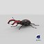 Lucanus Cervus Stag Beetle Walking Pose