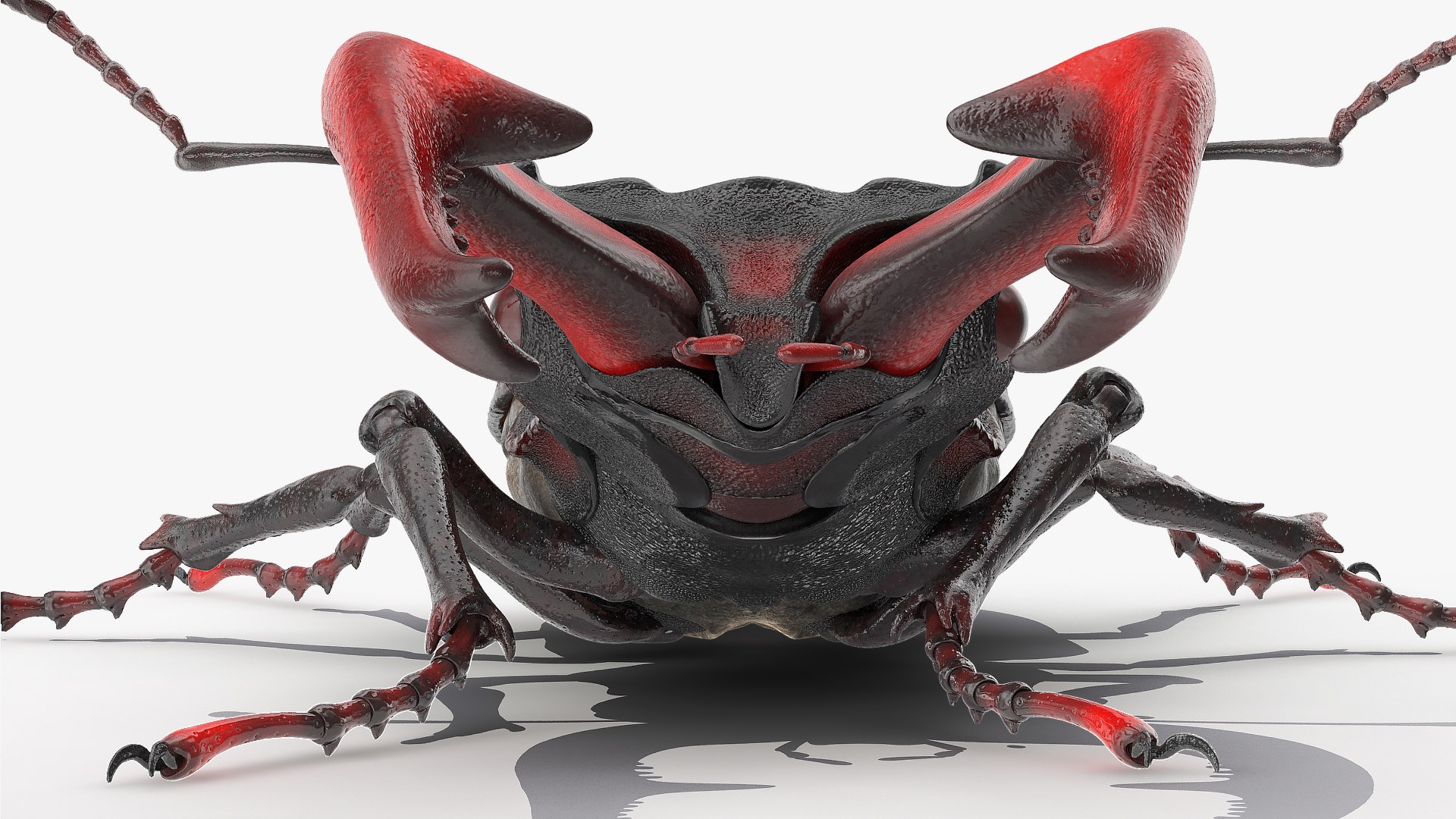 3D lucanus cervus stag beetle https://p.turbosquid.com/ts-thumb/Xu/OAjaSw/iFGdxNRx/lucanuscervusstagbeetlewalkingposec4dmodel017/jpg/1582008619/1920x1080/fit_q87/cb792c522927679e0b33e1126b1282b3f7d444b7/lucanuscervusstagbeetlewalkingposec4dmodel017.jpg
