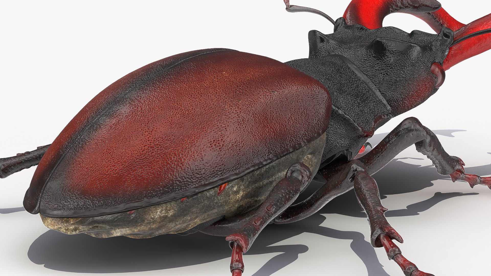 3D lucanus cervus stag beetle https://p.turbosquid.com/ts-thumb/Xu/OAjaSw/kCCpkDpD/lucanuscervusstagbeetlewalkingposec4dmodel016/jpg/1582008612/1920x1080/fit_q87/d15494f08ae2b2ebd49f7fcda2c982c7b6395e5e/lucanuscervusstagbeetlewalkingposec4dmodel016.jpg