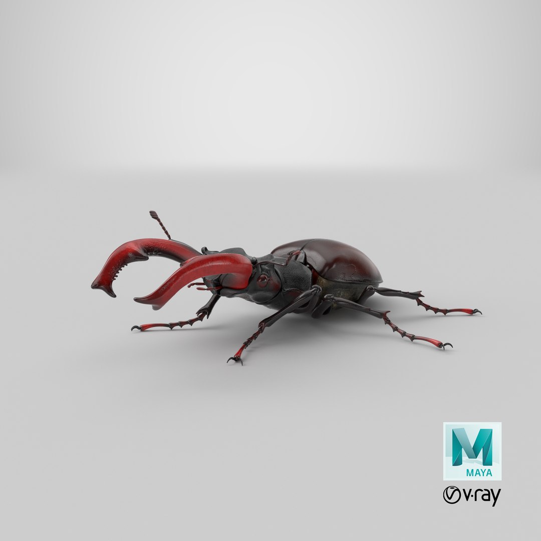 3D lucanus cervus stag beetle https://p.turbosquid.com/ts-thumb/Xu/OAjaSw/ld/stemcell_maya_vray_render/png/1631361921/1920x1080/fit_q87/2676c524bb164fa95176b83ff8dd8dc50a0f54c6/stemcell_maya_vray_render.jpg
