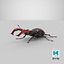 Lucanus Cervus Stag Beetle Walking Pose