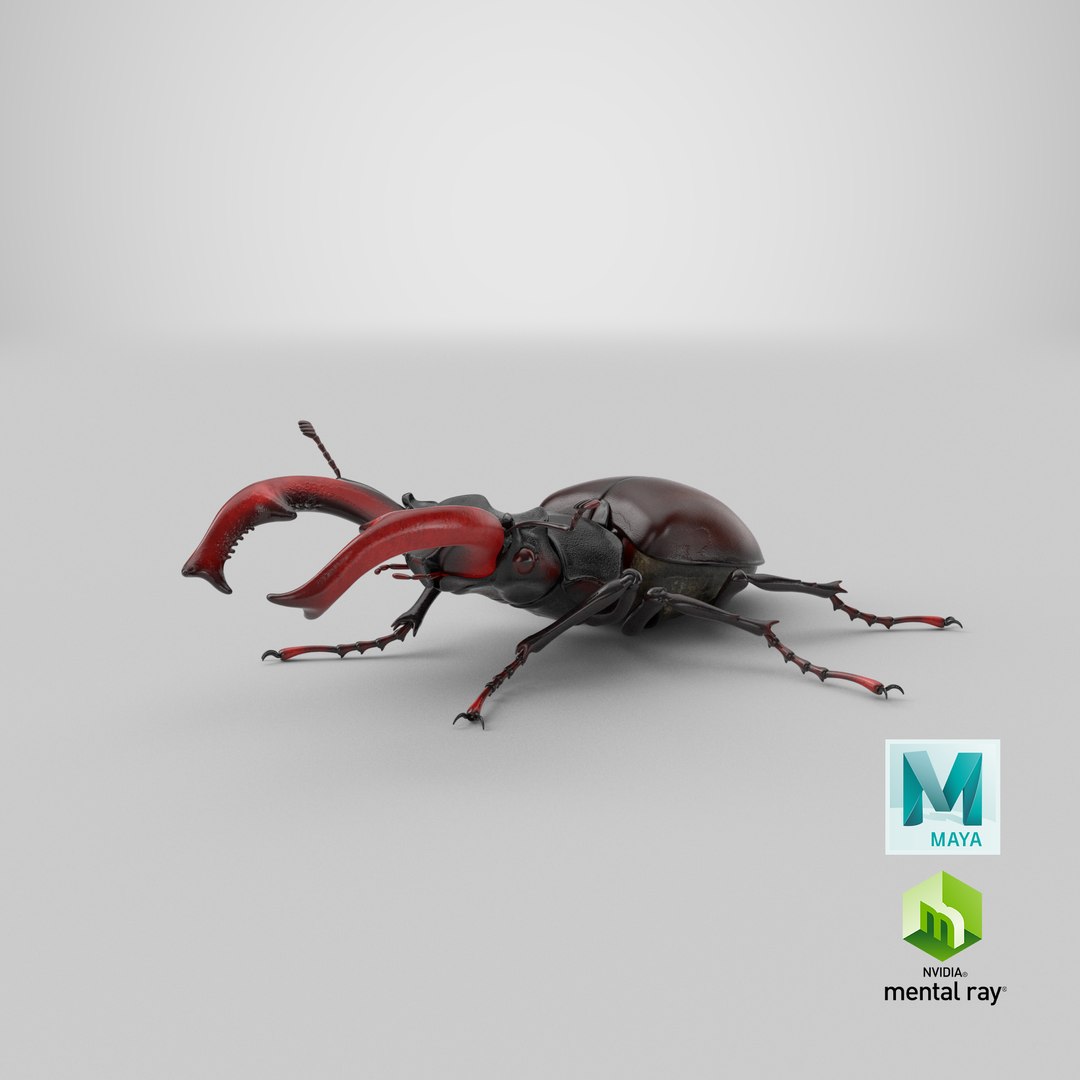 3D lucanus cervus stag beetle https://p.turbosquid.com/ts-thumb/Xu/OAjaSw/nC/stemcell_maya_mental_ray_render/png/1631361921/1920x1080/fit_q87/fb0f90147e28b650ab6eaa103462af77e31e3b29/stemcell_maya_mental_ray_render.jpg