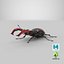 Lucanus Cervus Stag Beetle Walking Pose