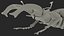 Lucanus Cervus Stag Beetle Walking Pose