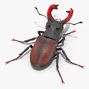 Lucanus Cervus Stag Beetle Walking Pose