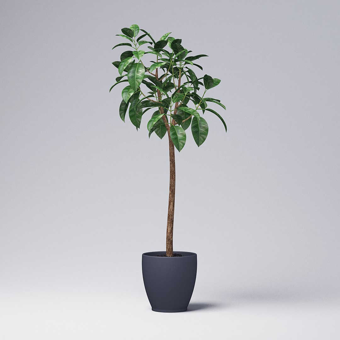 Rubber Tree Plant 3D Model - TurboSquid 1212347