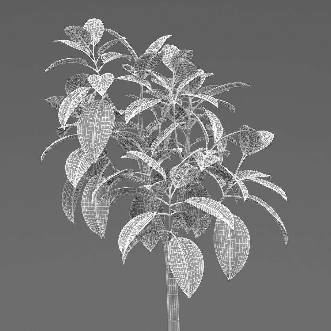 Rubber Tree Plant 3D Model - TurboSquid 1212347