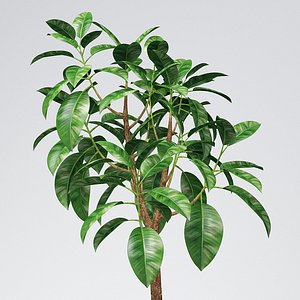 rubber tree plant 3D model