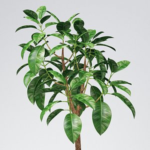 Rubber Tree Plant