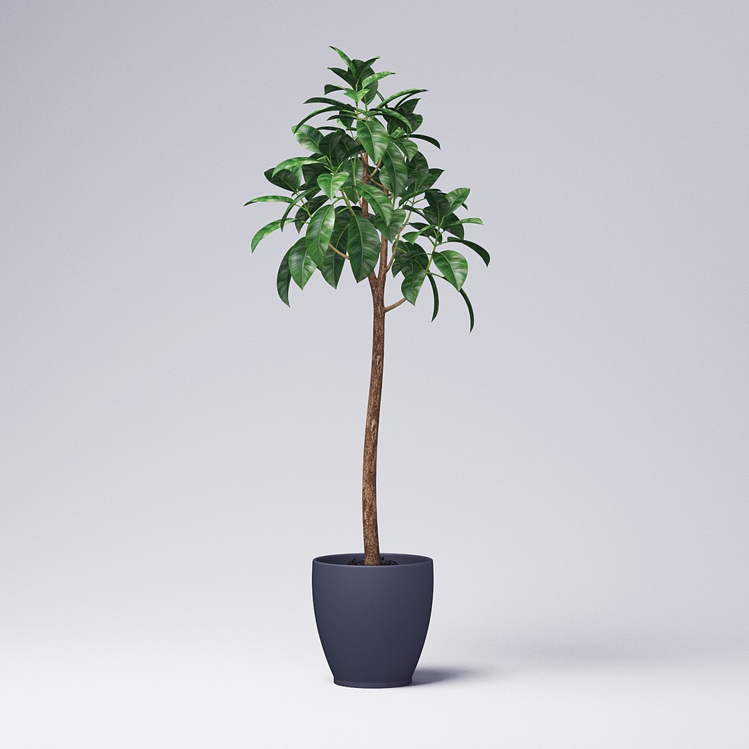 Rubber Tree Plant 3D Model - TurboSquid 1212347