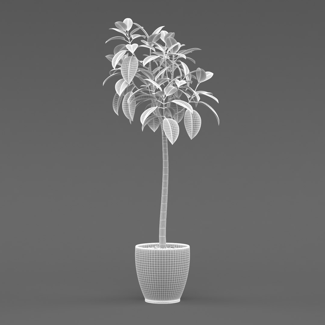 Rubber Tree Plant 3D Model - TurboSquid 1212347