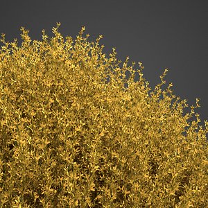 3D forsythia flower nature model