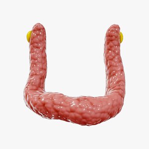 Dog Thyroid Anatomy 3D model