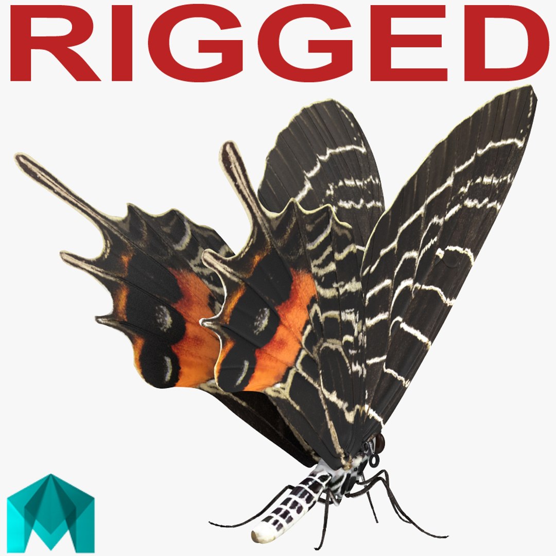 Bhutanitis Lidderdalii Butterfly Rigged for Maya 3D model preview