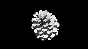 Pinecone02 3D CT scan model low poly 3D model