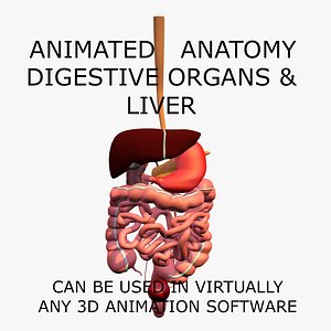 3d anatomy digestive internal organs