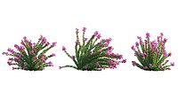 Grow FX - Bougainvillea - Paper Flower