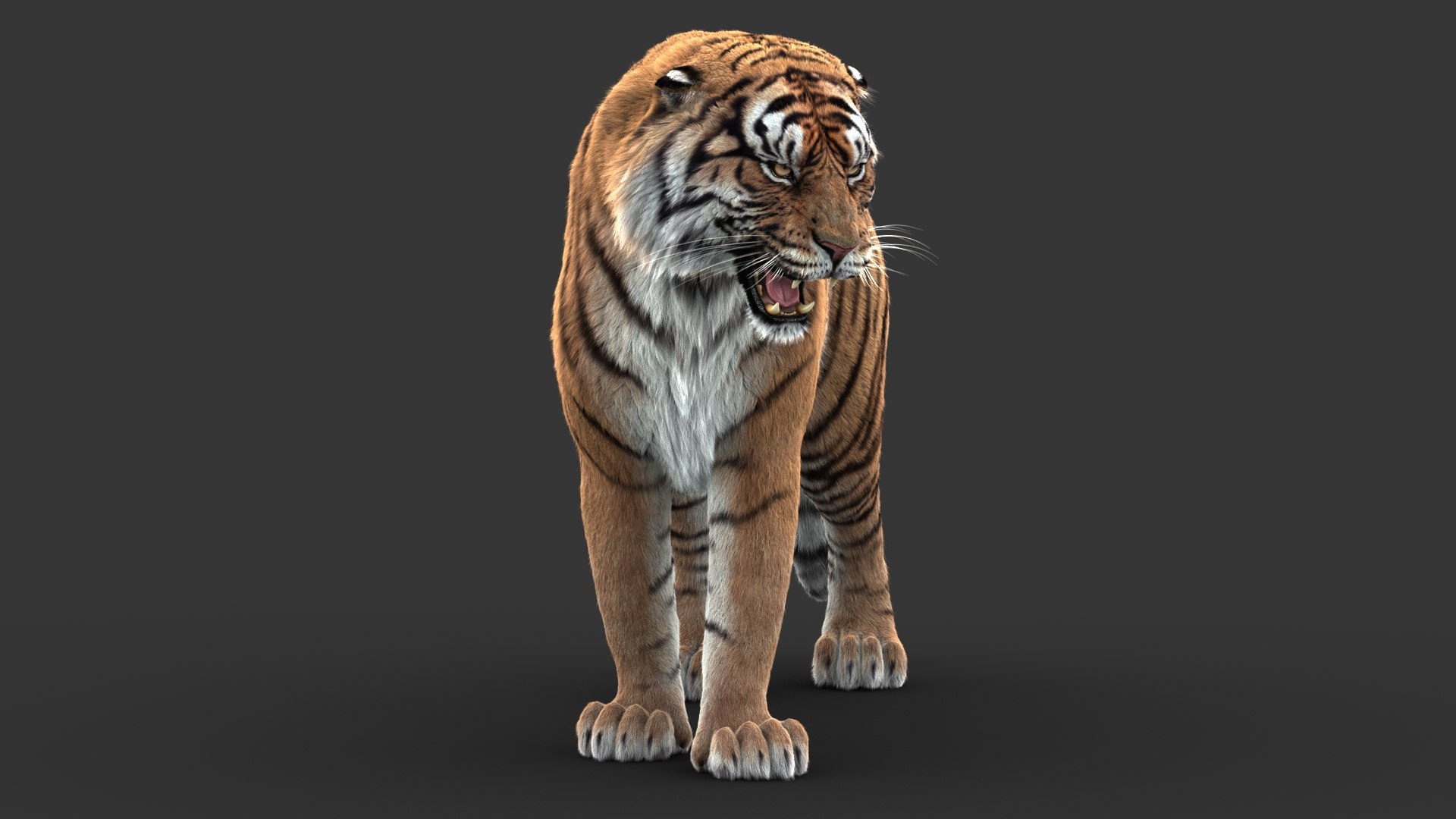 3D tiger animation fur https://p.turbosquid.com/ts-thumb/Xu/nFHBKo/BfsUvv8N/04/jpg/1566349287/1920x1080/fit_q87/1679763a266ef10b213cc0e9ecacb5bce38136e1/04.jpg