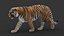 3D tiger animation fur