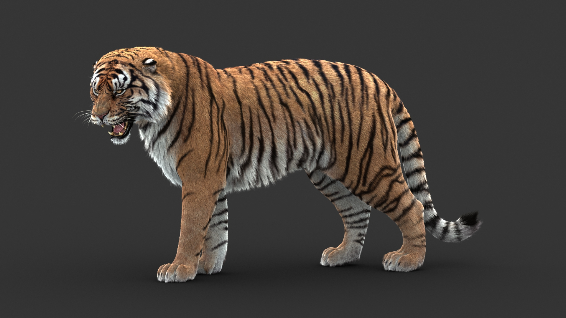 3D tiger animation fur https://p.turbosquid.com/ts-thumb/Xu/nFHBKo/JBGxOlX6/signaturepose02/jpg/1566349381/1920x1080/turn_fit_q99/ea8cf239458dd34e0aa01e47e35d1759fbb08c23/signaturepose02-1.jpg
