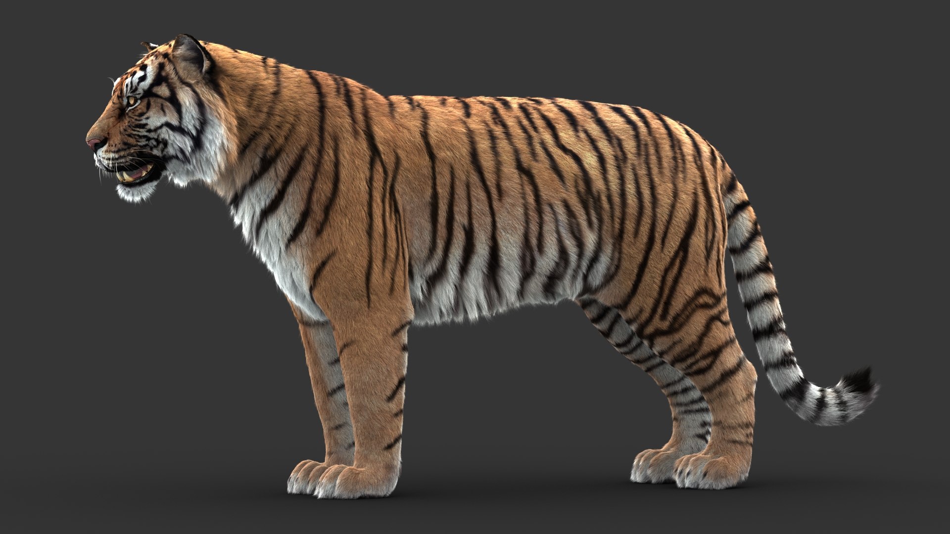 3D tiger animation fur https://p.turbosquid.com/ts-thumb/Xu/nFHBKo/OFF2eptr/06/jpg/1566349287/1920x1080/fit_q87/7ce6207e671da8317e712baf6f1072b629e99a66/06.jpg