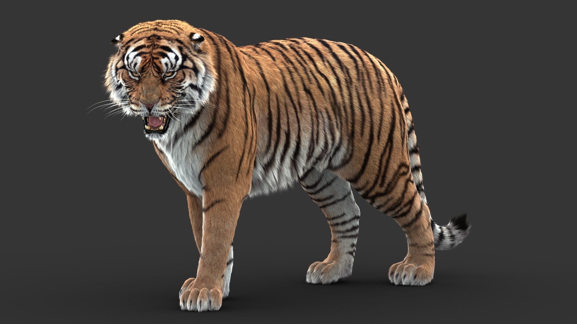 3D tiger animation fur https://p.turbosquid.com/ts-thumb/Xu/nFHBKo/bK2jLCzm/03/jpg/1566349287/1920x1080/fit_q87/491da6f913f77c09701ca634bee3ab39cc3ff9ec/03.jpg