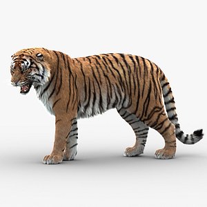 Animado Tigre 3D model - Baixar Animais no