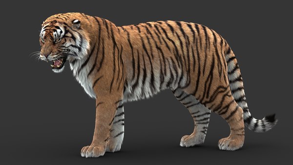 Tiger (5) (ANIMATED) (Fell) 3D-Modell - TurboSquid 1438878
