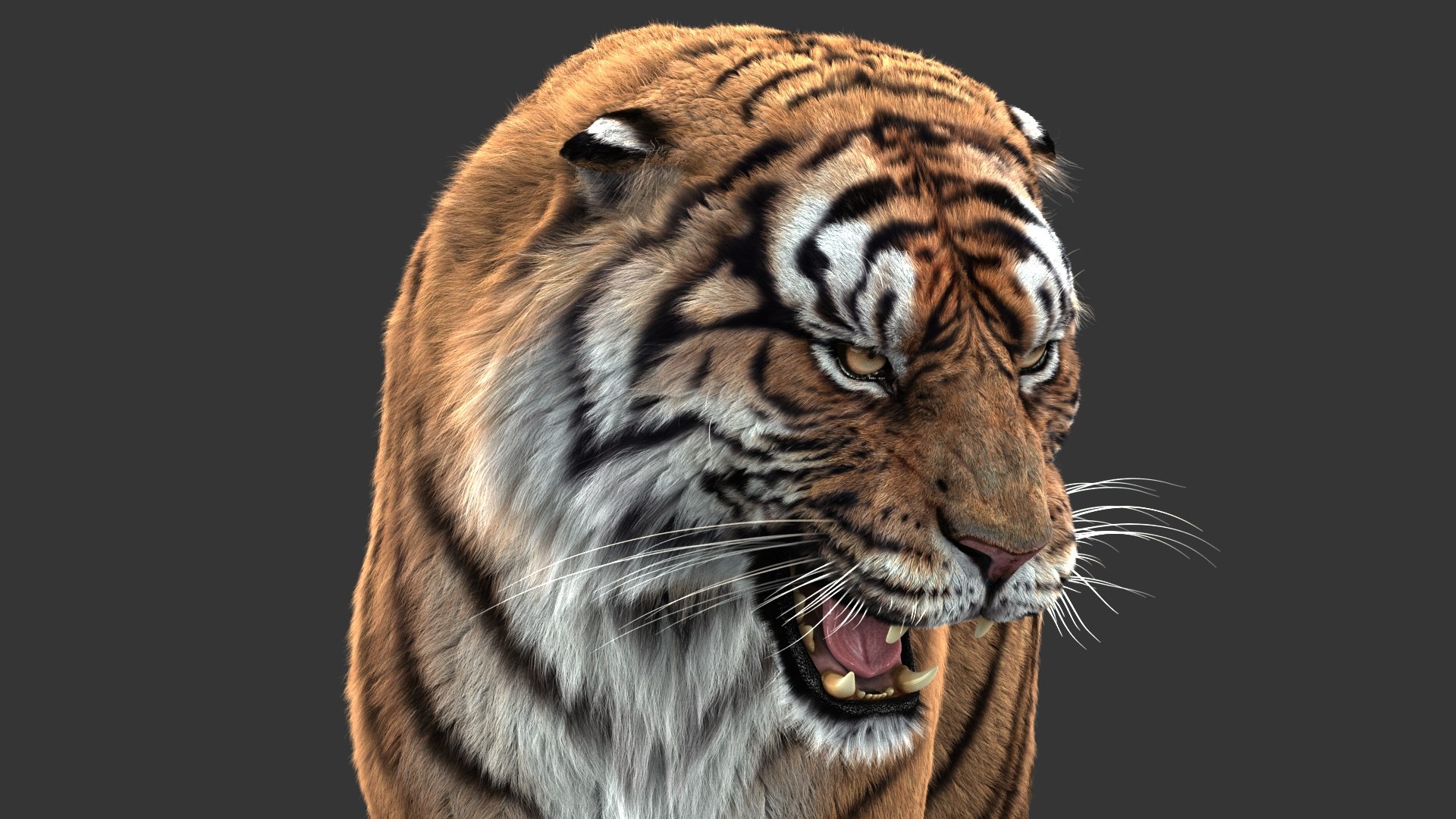 3D tiger animation fur https://p.turbosquid.com/ts-thumb/Xu/nFHBKo/uHpJ3rqj/04b/jpg/1566349287/1920x1080/fit_q87/6704333cab40c998bfafa74b4f20fd5ff2860a31/04b.jpg