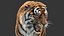 3D tiger animation fur