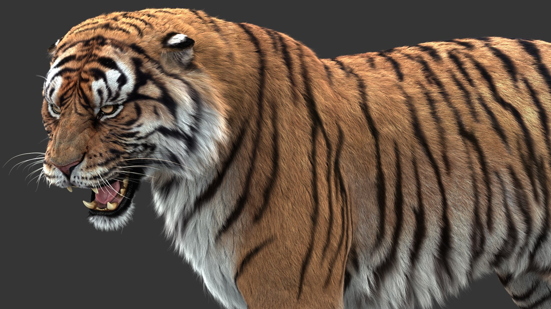 3D tiger animation fur https://p.turbosquid.com/ts-thumb/Xu/nFHBKo/uv0RmH0F/01/jpg/1566349287/1920x1080/fit_q87/36b4f819cbdf49648795d09abfc8e3de18591692/01.jpg