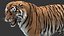 3D tiger animation fur