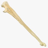 Real Pavian Monkey Male Ulna Bone 01
