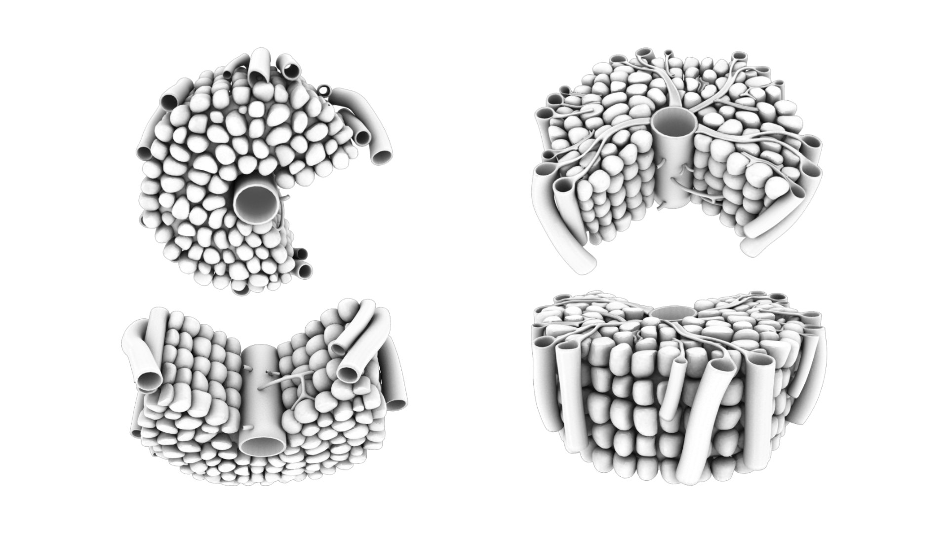 Hepatic Lobule Anatomy 3D https://p.turbosquid.com/ts-thumb/Xu/pQmirV/72/hepatic_ao/png/1696445222/1920x1080/fit_q87/a421d023f52fa9776116b5b0c08f498db06f8a7a/hepatic_ao.jpg