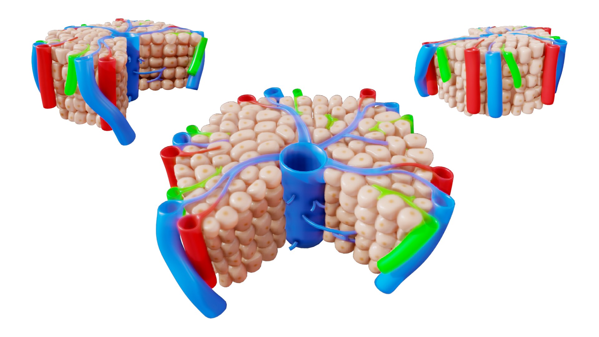 Hepatic Lobule Anatomy 3D https://p.turbosquid.com/ts-thumb/Xu/pQmirV/rF/hepatic_render_1/png/1696445225/1920x1080/fit_q87/2fd850dfade86844a2da735d77b9da72f37c864e/hepatic_render_1.jpg
