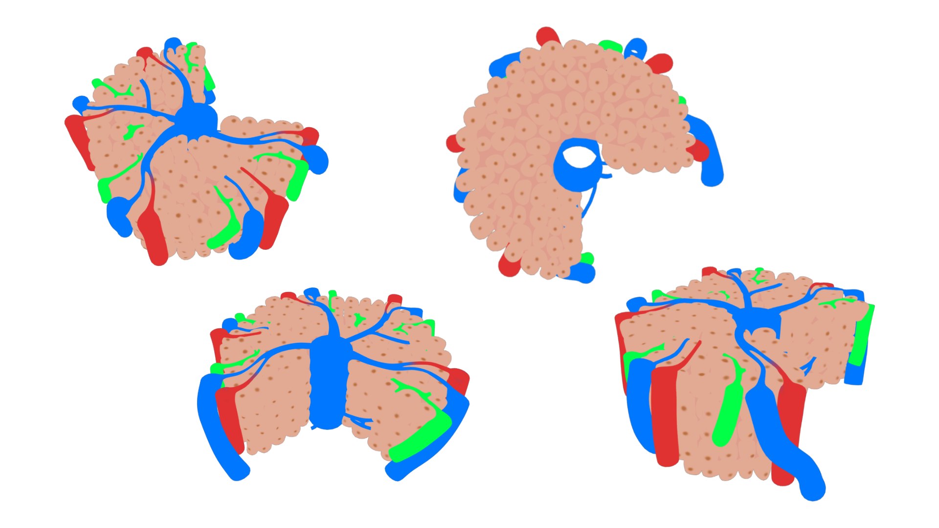 Hepatic Lobule Anatomy 3D https://p.turbosquid.com/ts-thumb/Xu/pQmirV/xG/hepatic_color/png/1696445223/1920x1080/fit_q87/21a78b2888b6d9fcbcfa0540b61f2238b4370405/hepatic_color.jpg
