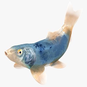 3D Japanese Carp Fish Rigged L1825