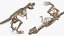 tyrannosaurus rex skeleton fossil 3D