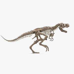 Tyrannosaurus Rex Skeleton Fossil Rigged