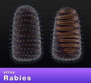 virus rabies 3D model