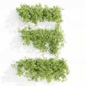 3D Hanging wall creeper plants collection vol 190-Blender-3dmodel model