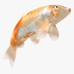 Japanese Carp Fish Rigged L049 3D model