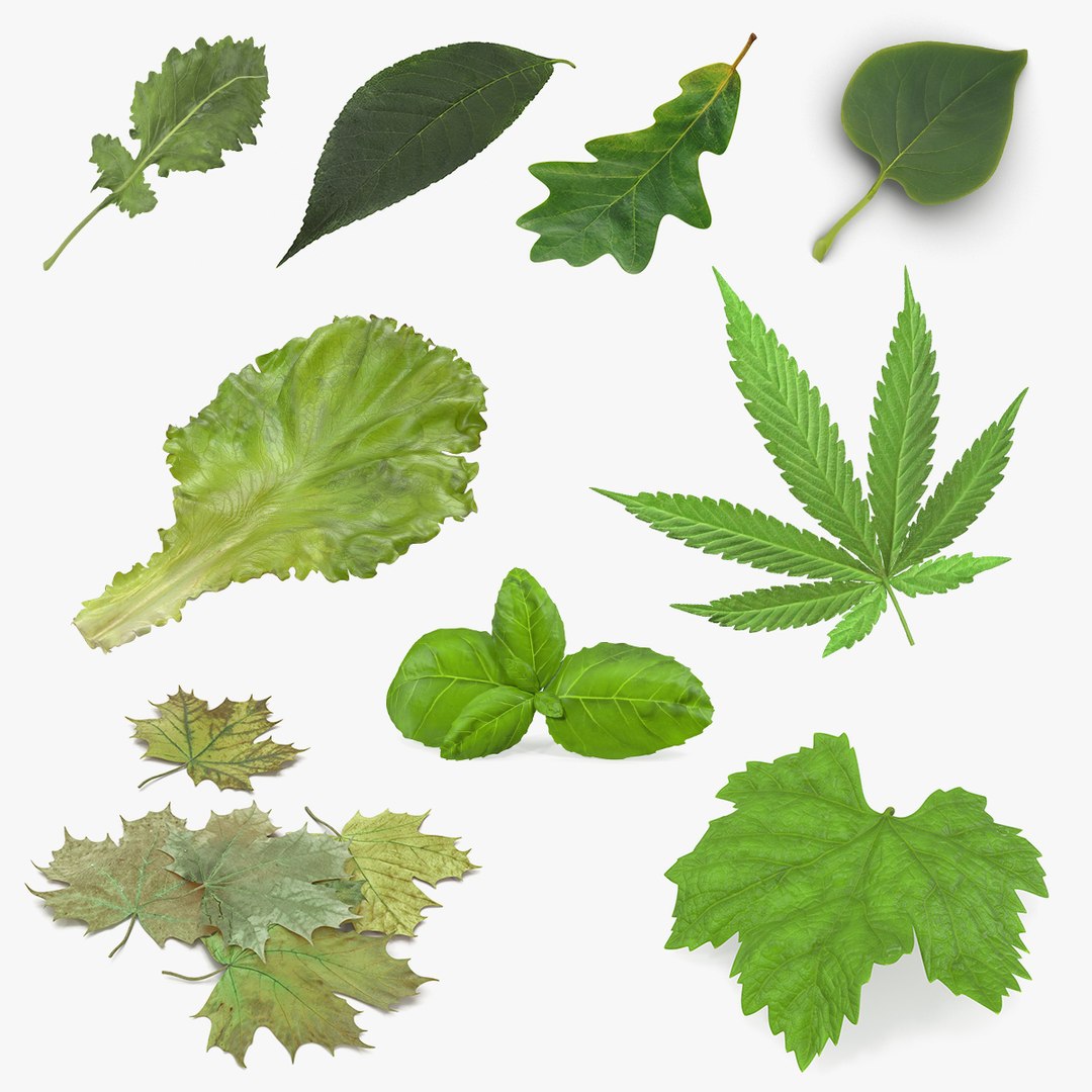 Leaves Collection 5 3D model preview