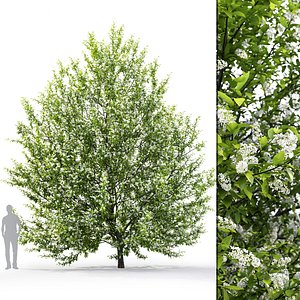 prunus padus tree 3D