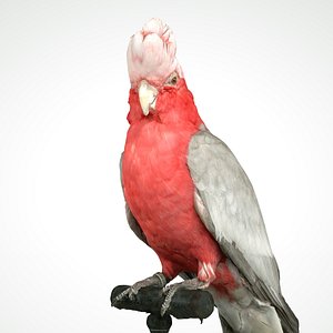 animal scanned unity model