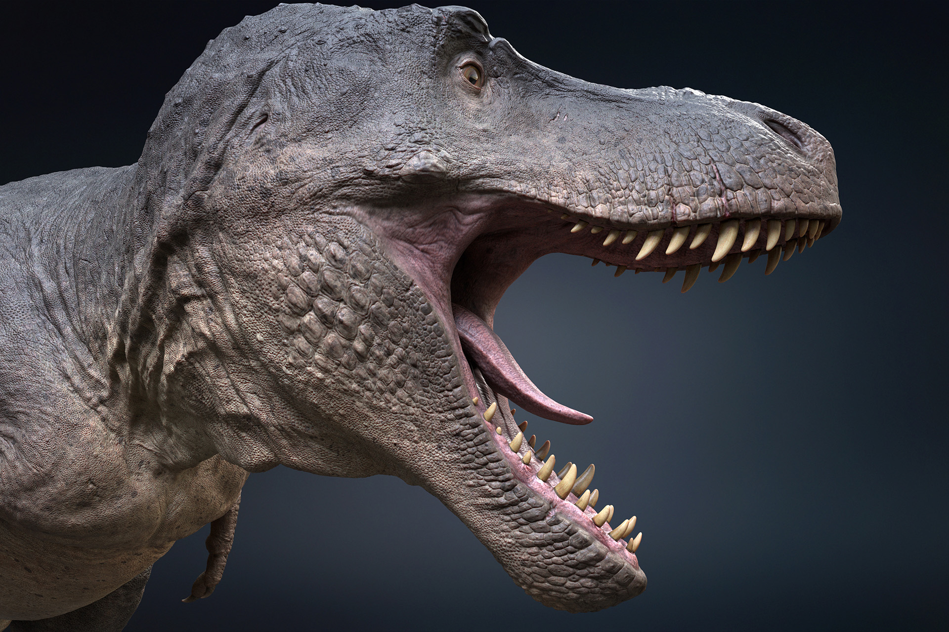 modelo 3d Tyrannosaurus Rex aparejado - TurboSquid 1793355