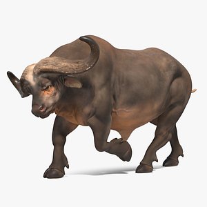 3D african buffalo attacking pose model