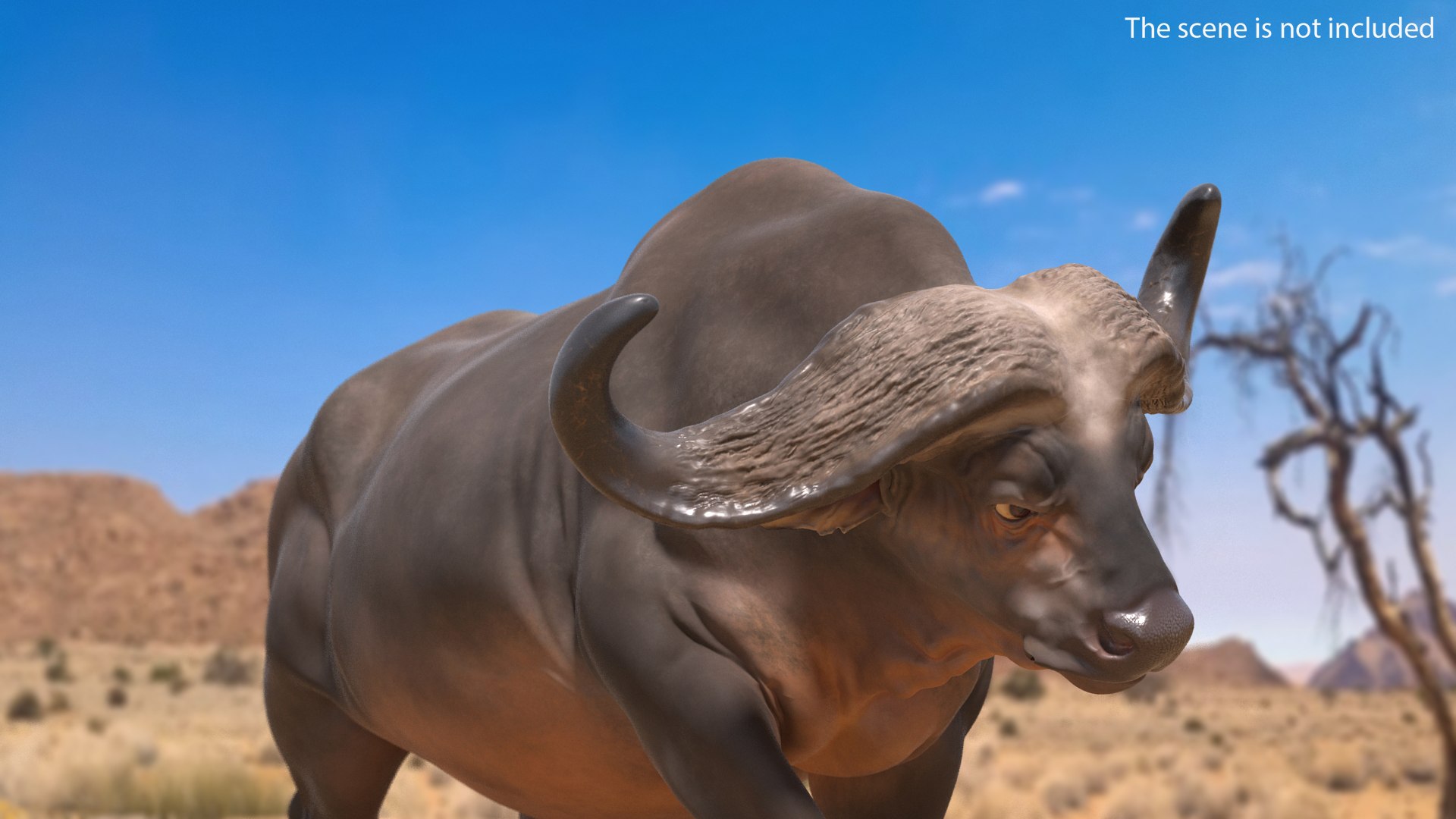 African Buffalo Attacking Pose 3D model preview